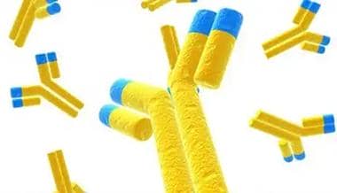 什么是重組抗體?它和傳統抗體的區別體現在哪些方面?