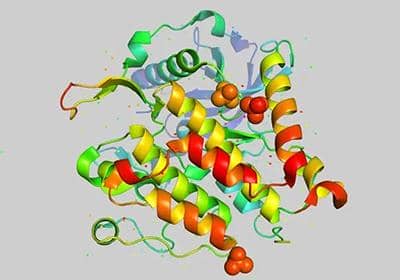 我們經(jīng)常都說蛋白純化，它具體有什么作用?