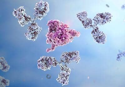 單克隆抗體制備之雜交瘤細胞篩選的原理