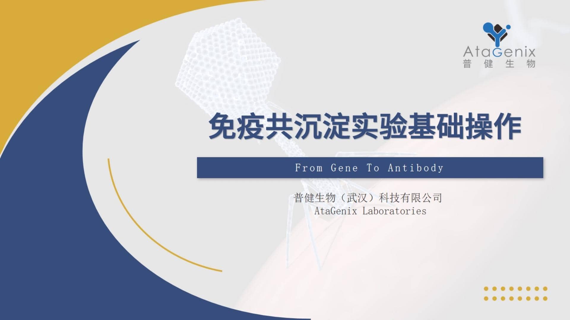 免疫共沉淀——IP實(shí)驗(yàn)基礎(chǔ)操作