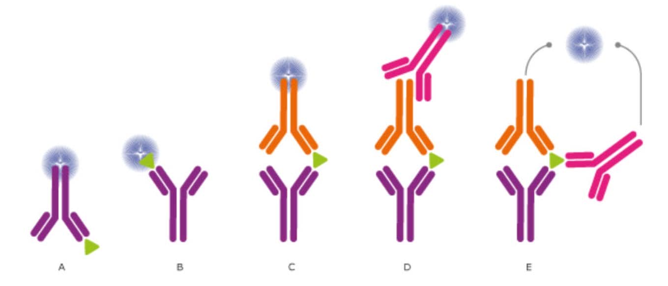 科研人“磕CP”的最高境界！抗體對開發技術服務助你Easy Everyday
