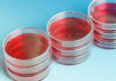 基礎(chǔ)型細胞培養(yǎng)基的成分主要有哪些?各有哪些作用?