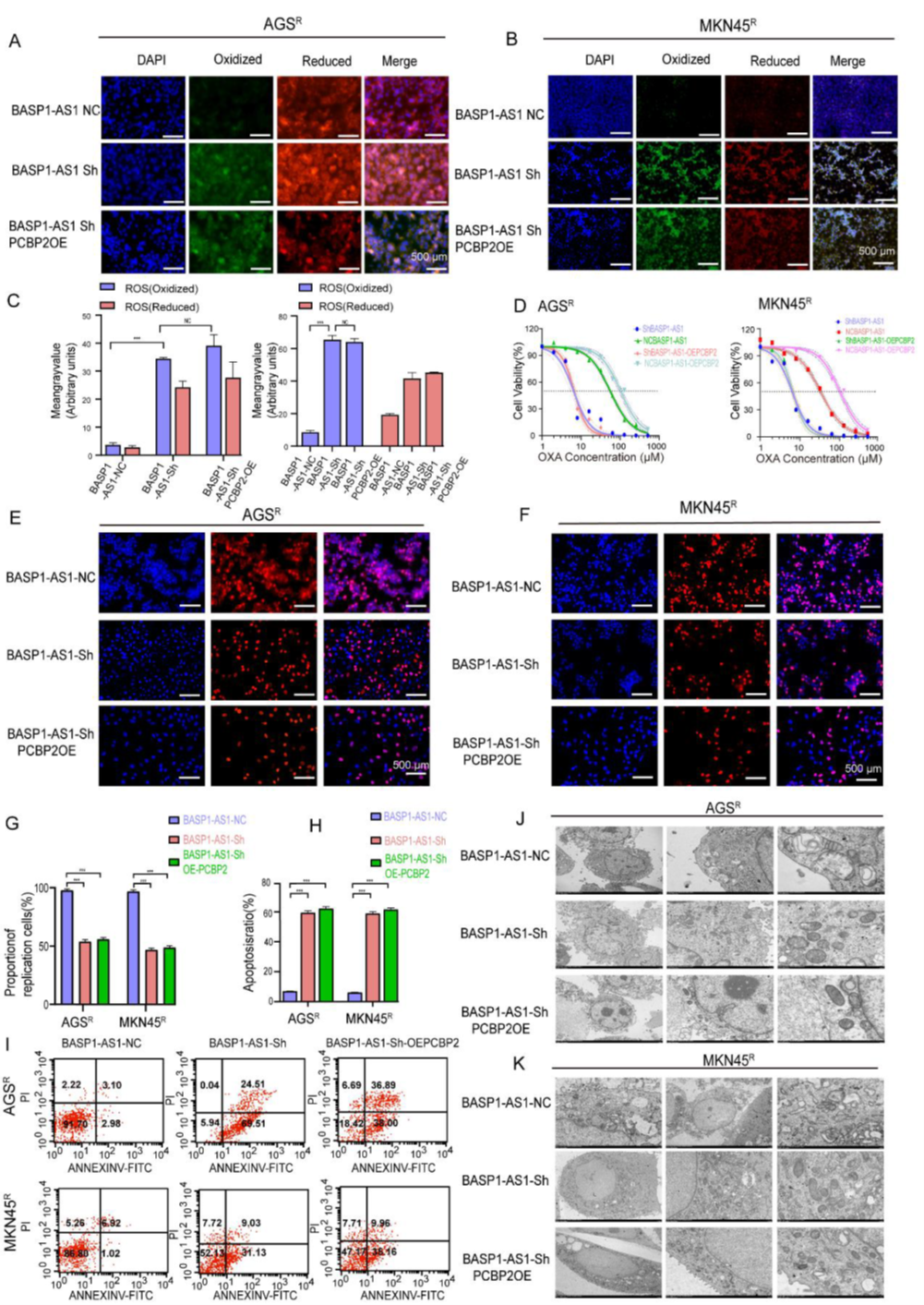 BASP1-AS1通過PCBP2調(diào)控通路抑制GC細(xì)胞鐵死亡