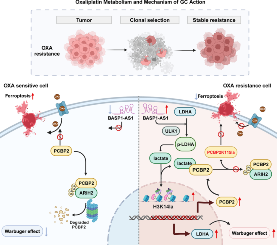 信號(hào)通路圖