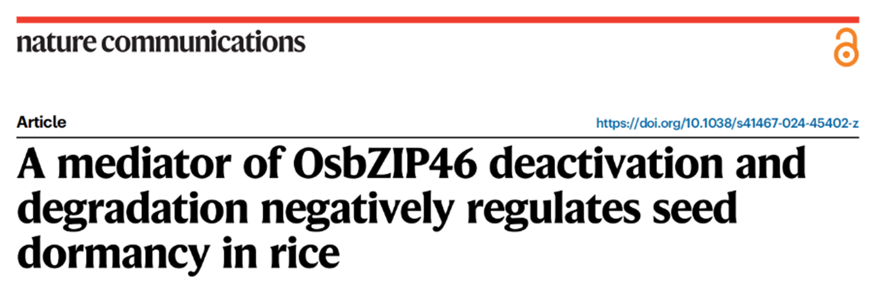 水稻 SDR3.1 抗體驗證